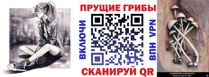 где продают наркотики  мега   Псилоцибиновые грибы Cubensis  Изобильный 